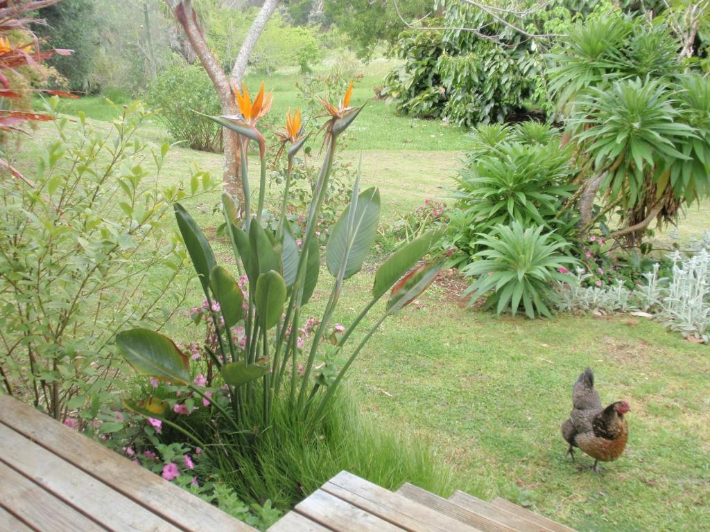 Wharepuke Subtropical Accommodation Kerikeri Pokoj fotografie